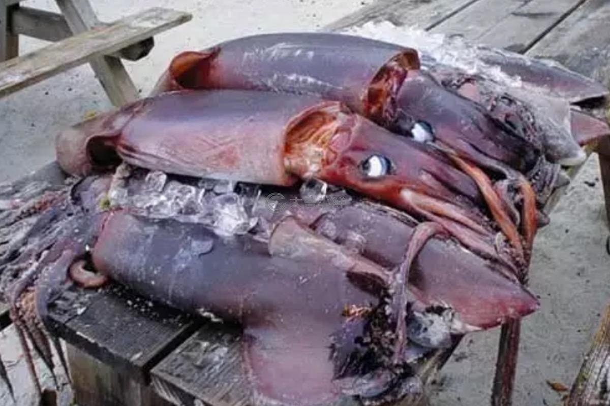 南澳岛海鲜：横带髭鲷，满膏小鱿，巴浪英哥制鱼饭 - 哔哩哔哩