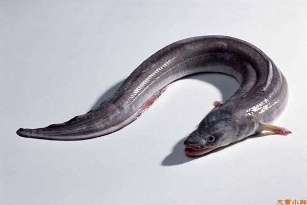 野生海鲈鳗图片