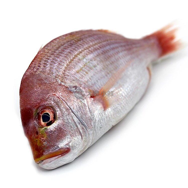 红铜盆鱼图片