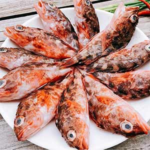 东海野生虎头鱼增强血液循环