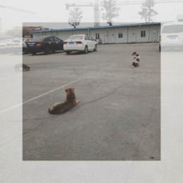 ԴУ